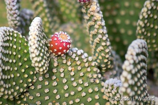 Prickly Pear Cactus & Fruit_72991.jpg - Photographed in the Bosque del Apache National Wildlife Refuge near San Antonio, New Mexico USA. 